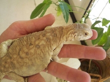8mo egyptian on hand.