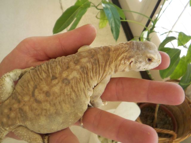 8mo egyptian on hand.