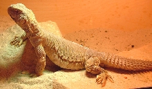 grover