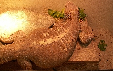 Male Egyptian Grover