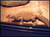 Grover  Basking
