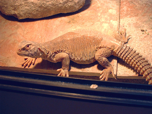 Grover  Basking