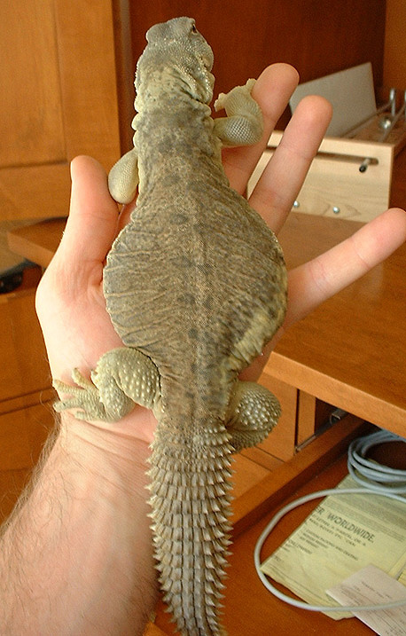 Oscar