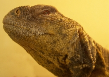 female face CU