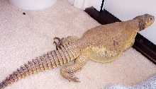 oscar