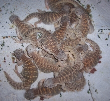 egyptian  Uro babies
