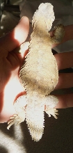 baby egyptian uro