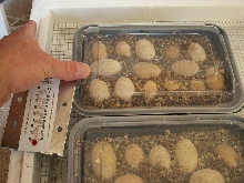 Egyptian uromastyx eggs