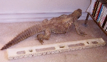 grover