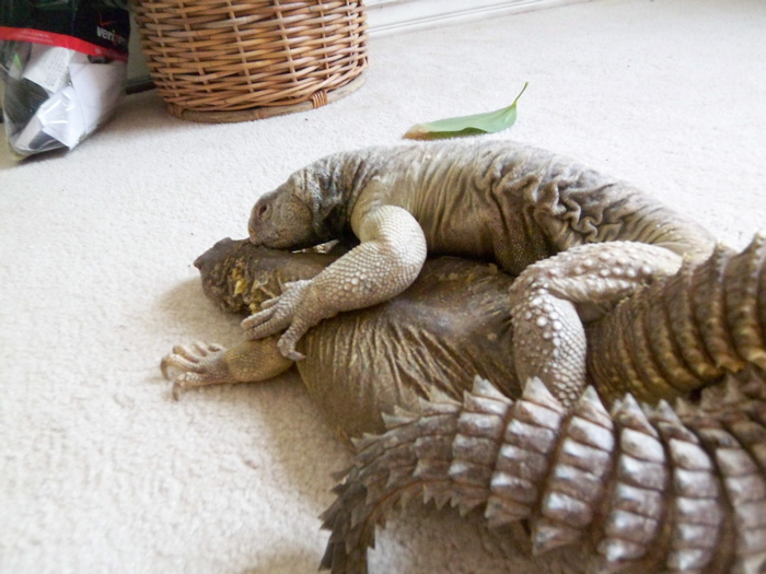 Egyptian Uros mating