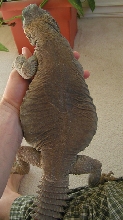 Grover 23 " Egyptian Male
