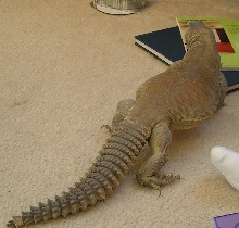 Grover 23 " Egyptian Male