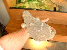 grover /hand