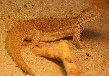 Indian Uromastyx