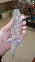Hardwicki Uromastyx