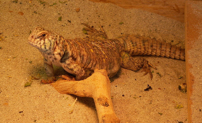 Female Ornate
