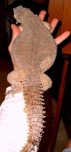 Egyptian-"Oscar"