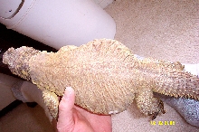 oscar