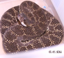 So. Pacific rattler
