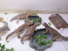 8mo egyptians eating greens