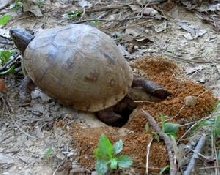 female digging nest hole