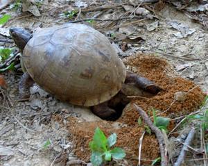 female digging nest hole