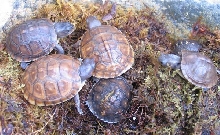 more babies