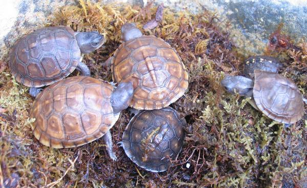 more babies