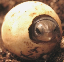 2004 Baby Box Hatching