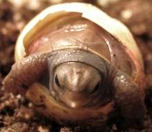 emerging