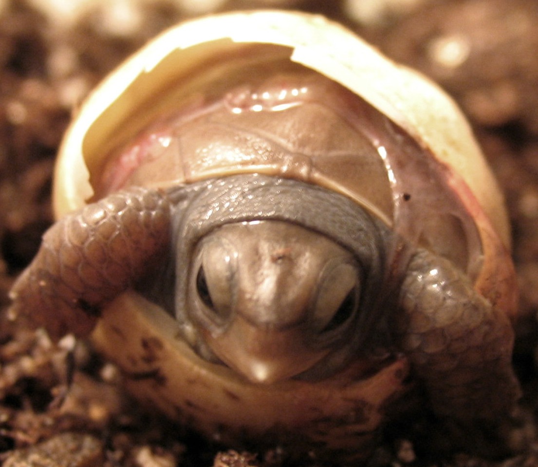 emerging