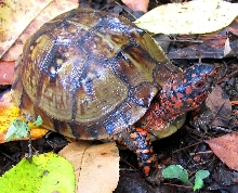 Male Box  Turtle #2
