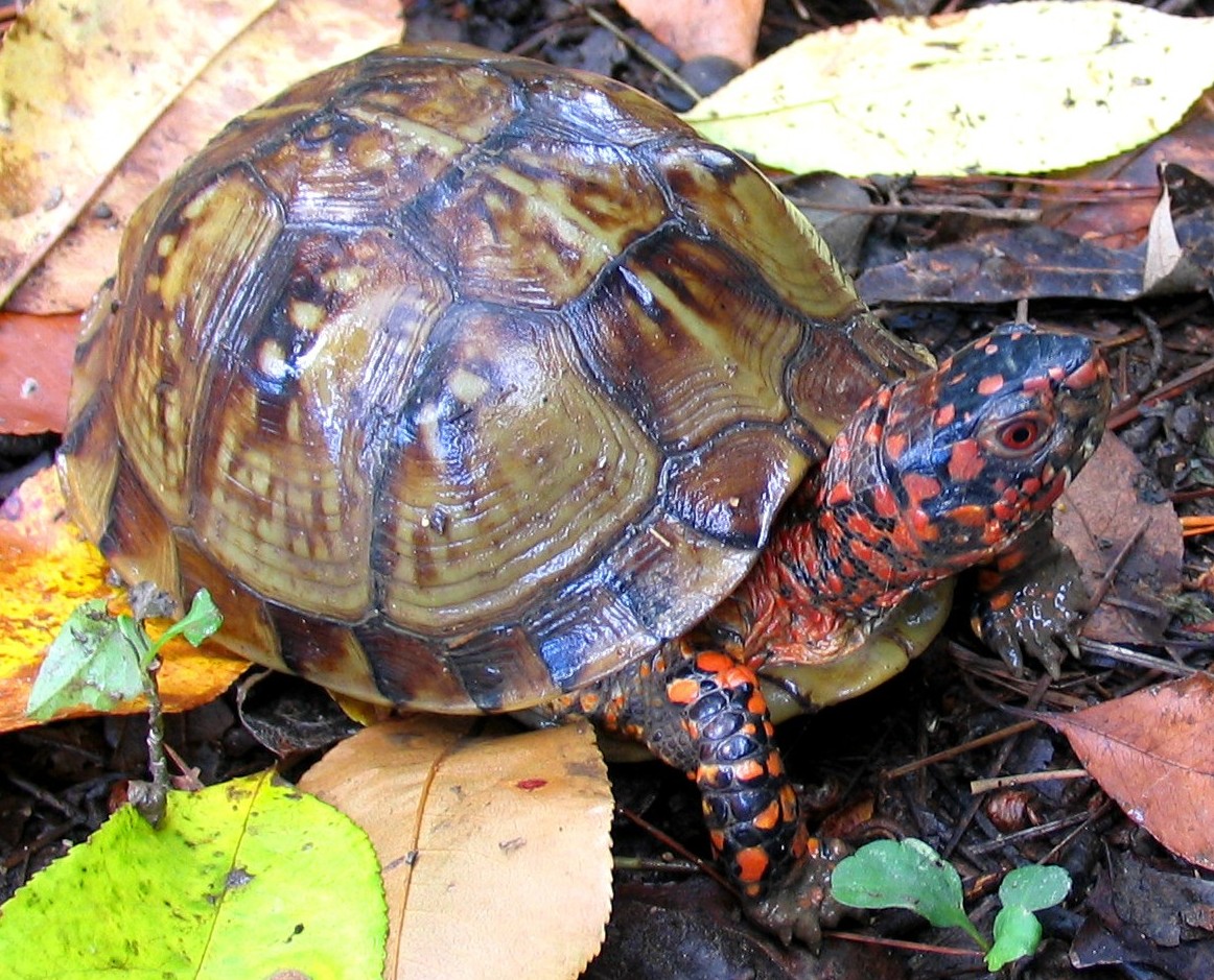 Male Box  Turtle #2