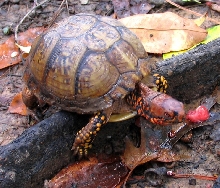 Male Box Turtle