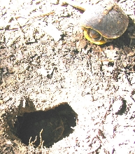 digging out of nest hole