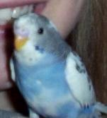 Baby Blue