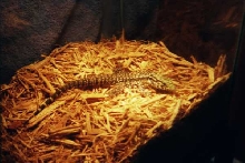 BASKING