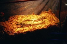 new  tegus
