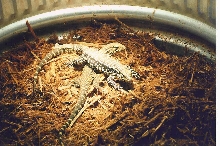 basking