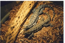 tegus