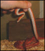 Bloodred belly