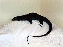 Melanistic dumerilii