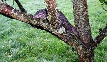 Melanistic dumeril_2
