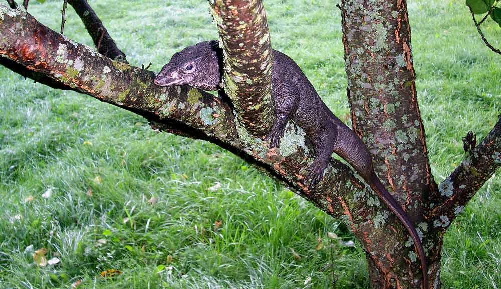 Melanistic dumeril_2