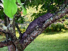 Melanistic dumeril_3
