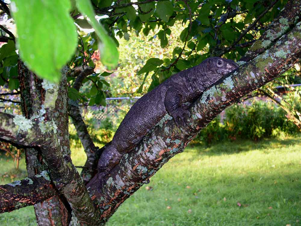 Melanistic dumeril_3