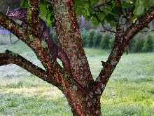 Melanistic dumeril_4
