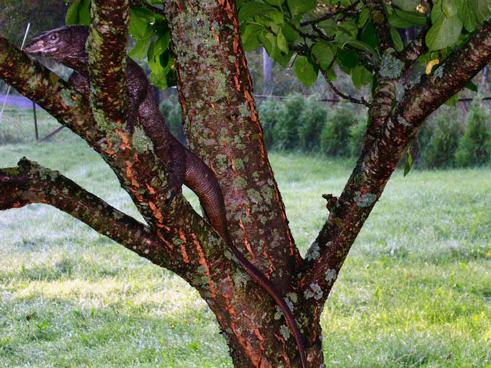 Melanistic dumeril_4