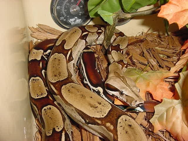 Suriname red tail