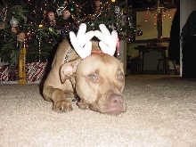 Eve with antlers